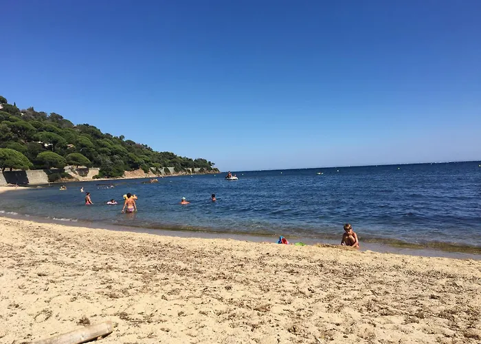 Lavande *